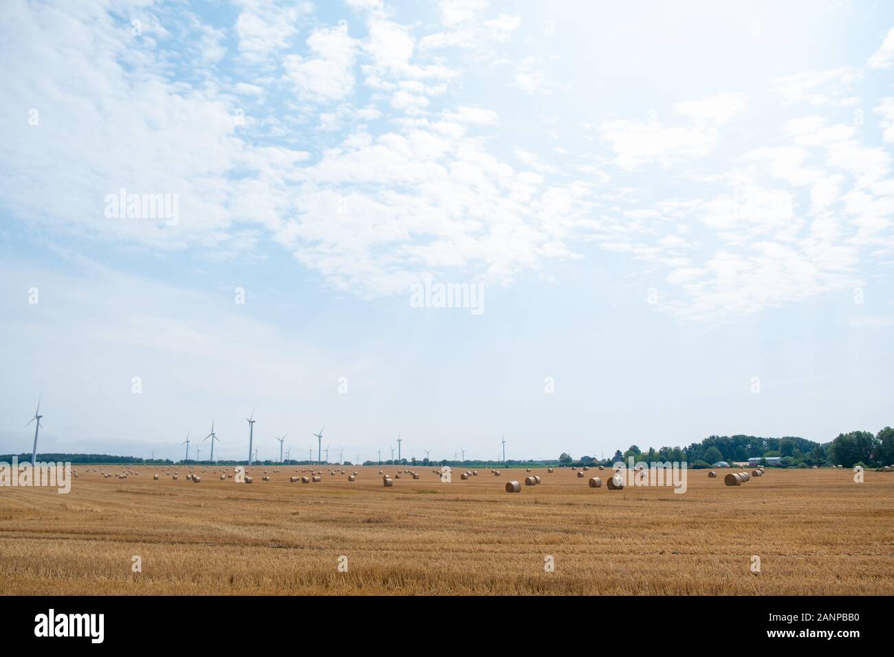 Round straw bales after harvesting in a big field during the day Stock ...