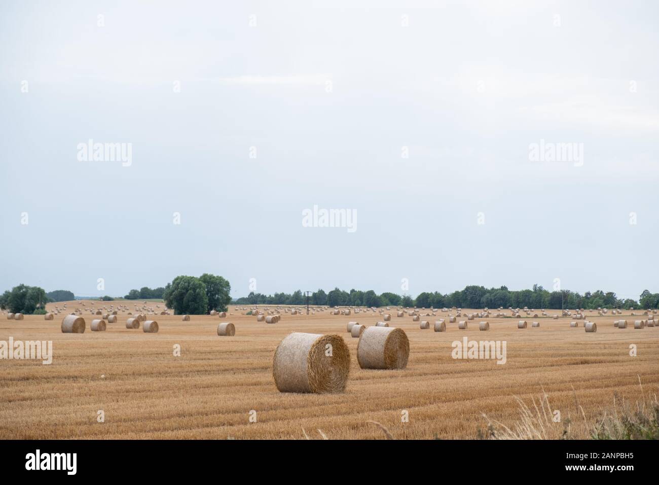 Round straw bales after harvesting in a big field during the day Stock ...