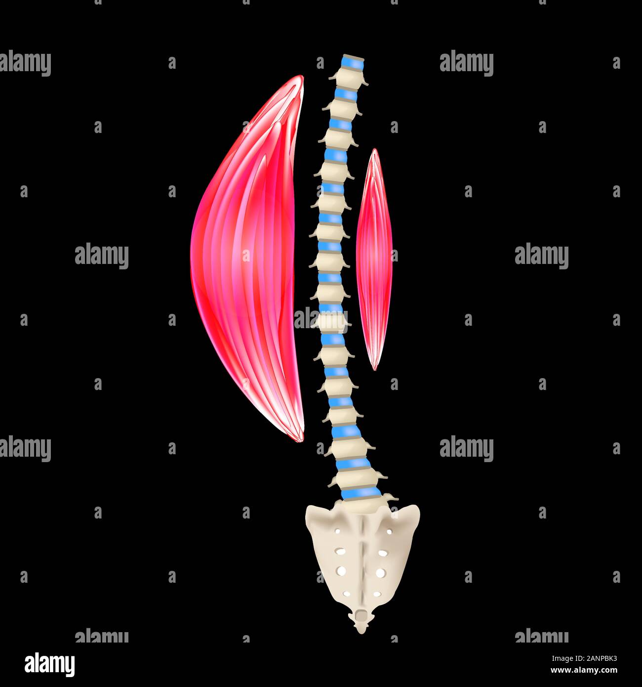 Lumbar curvature hires stock photography and images Alamy