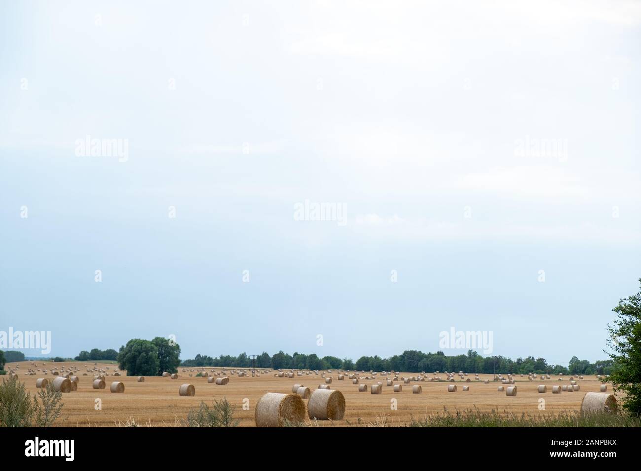 Round straw bales after harvesting in a big field during the day Stock ...