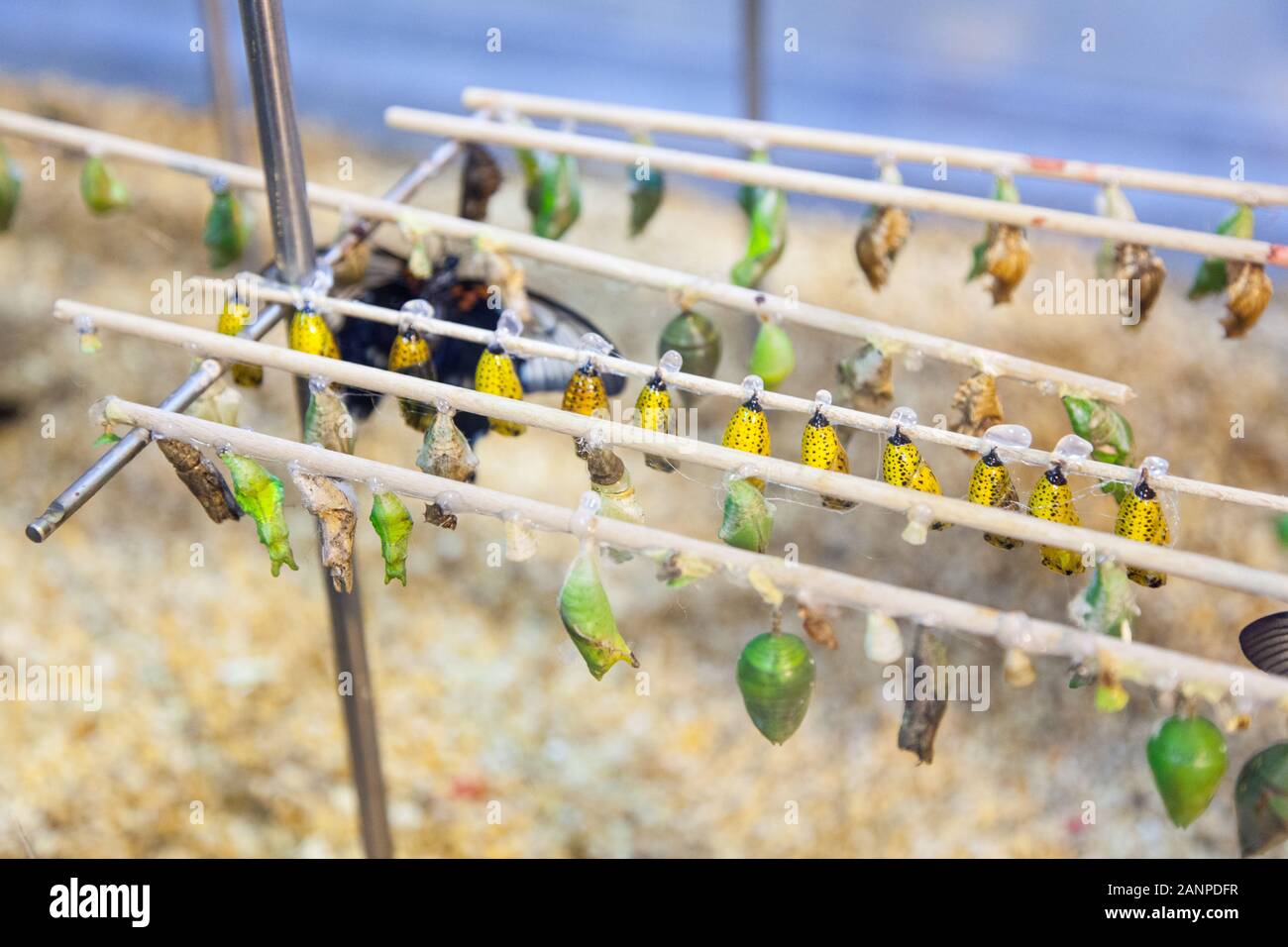 Butterfly chrysalis at Schmetterling House, Butterfly Zoo, Vienna