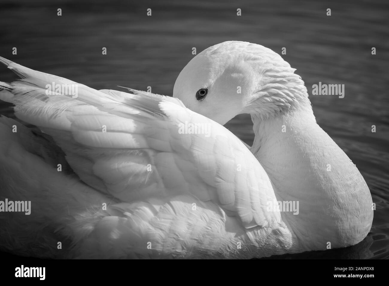 Black and white image of a beautiful white swan Stock Photo