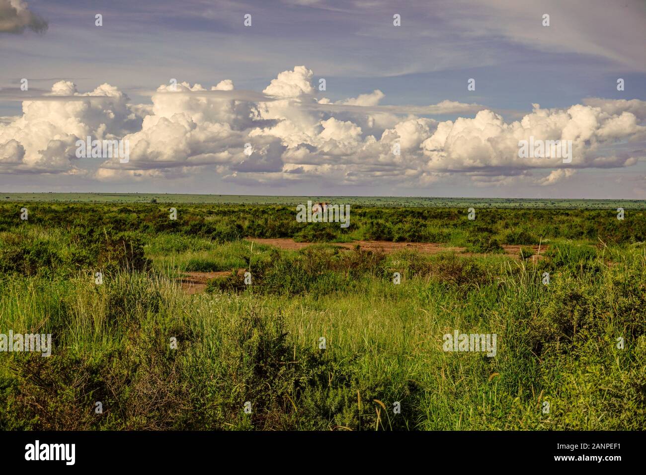 Landscape pictures from the National Park Tsavo East Tsavo West and Amboseli Stock Photo