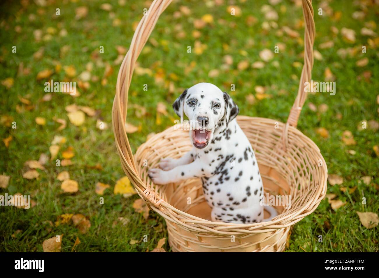 cute dog pomeranian sitting on grass in park on background of autumn ...