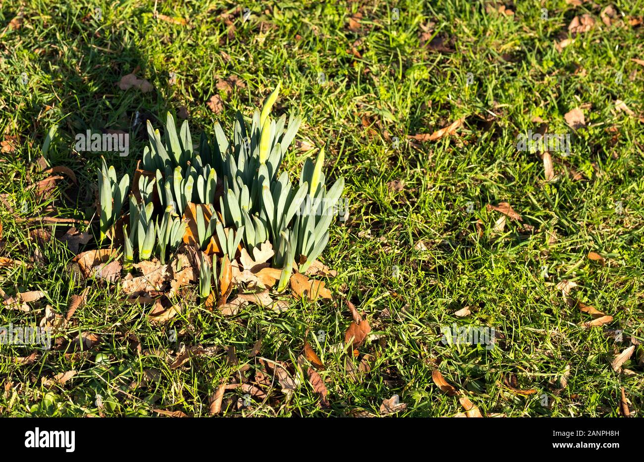 Clump of daffodil bulbs sprouting from a grass lawn Stock Photo Alamy