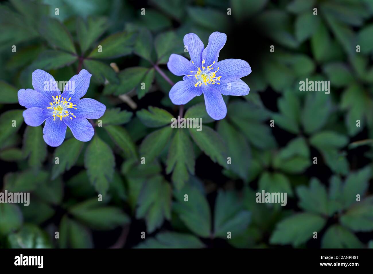 windflowers, light blue anemone petals with  yellow stamens surrounded  by  green leaves Stock Photo