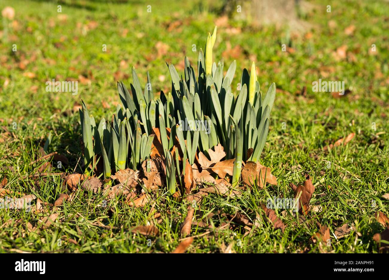 Clump of daffodil bulbs sprouting from a grass lawn Stock Photo Alamy