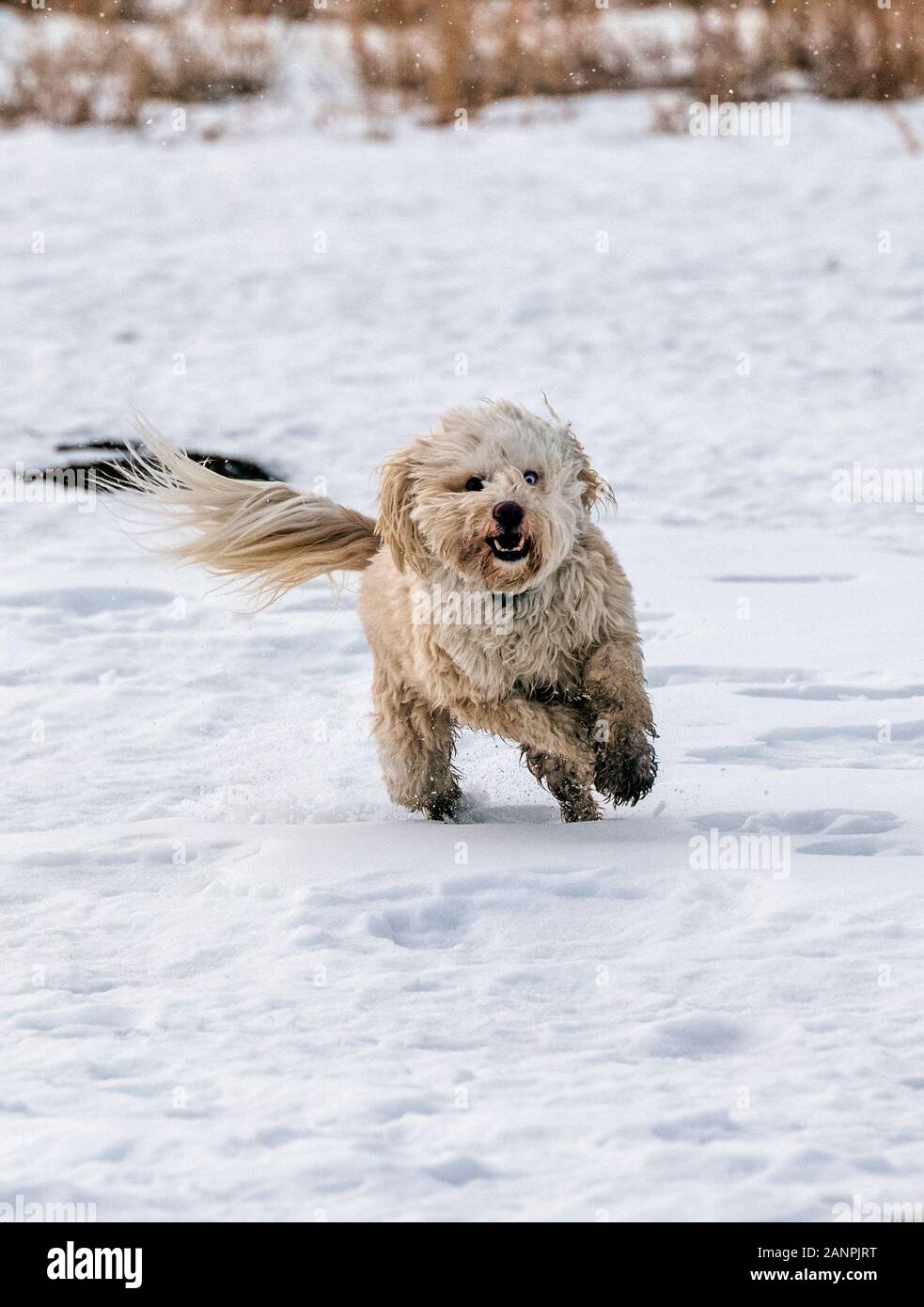 Tibetan Terrier dog running in snow on a central Colorado Ranch; USA Stock Photo