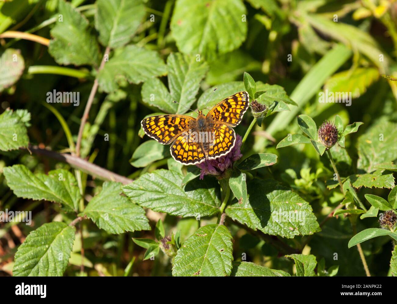 Knapweed Fritillary butterfly Melitaea phoebe  on a flower head in the Spanish countryside in the Picos de Europa Northern Spain Stock Photo