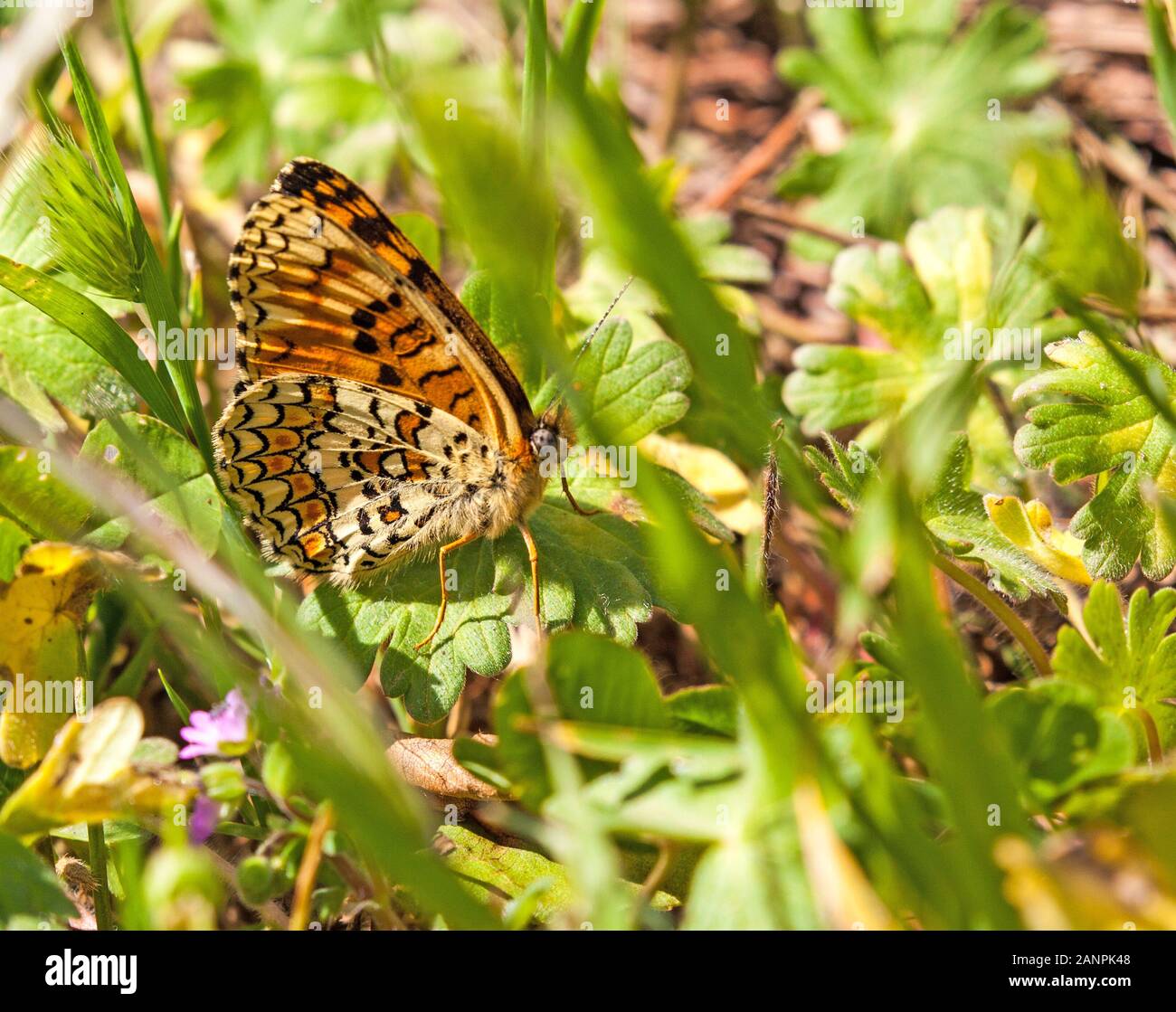 Underside of Knapweed Fritillary butterfly Melitaea phoebe  on a flower head in the Spanish countryside in the Picos de Europa Northern Spain Stock Photo