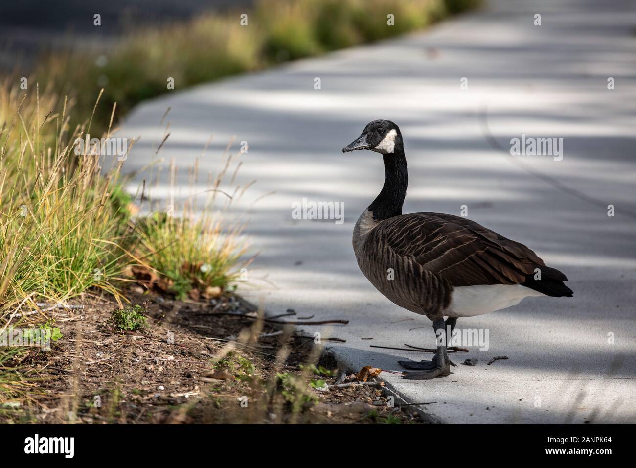 New York Duck Stock Photo