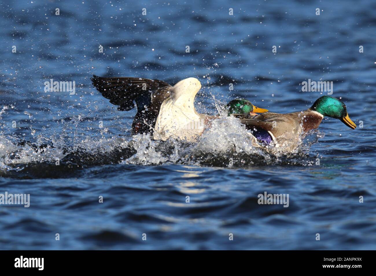Drake Mallard Ducks Fighting each other for access to Females in Winter Stock Photo
