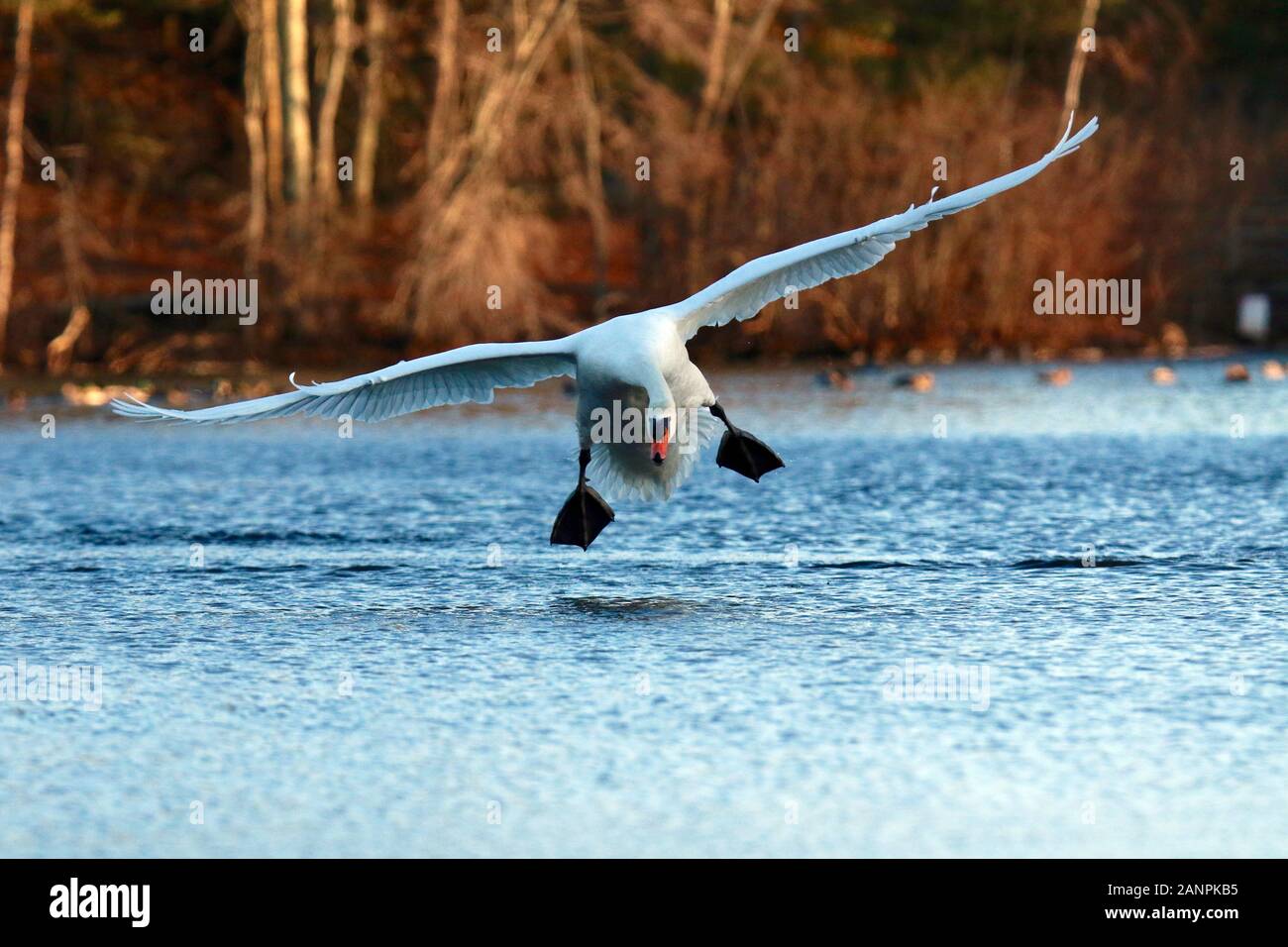 A mute swan Cygnus olor coming in to land on a lake in winter at dusk Stock Photo