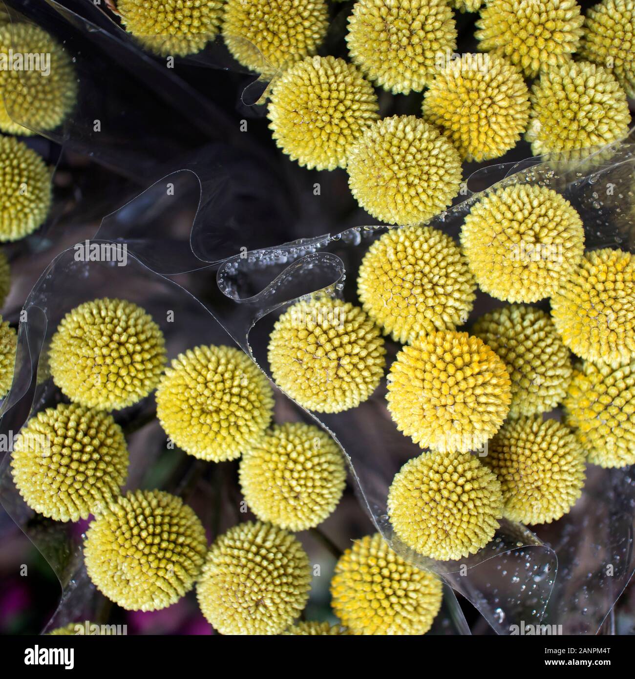 Yellow flowers in vase. Craspedia. Billy Balls. Drumsticks. White background Stock Photo