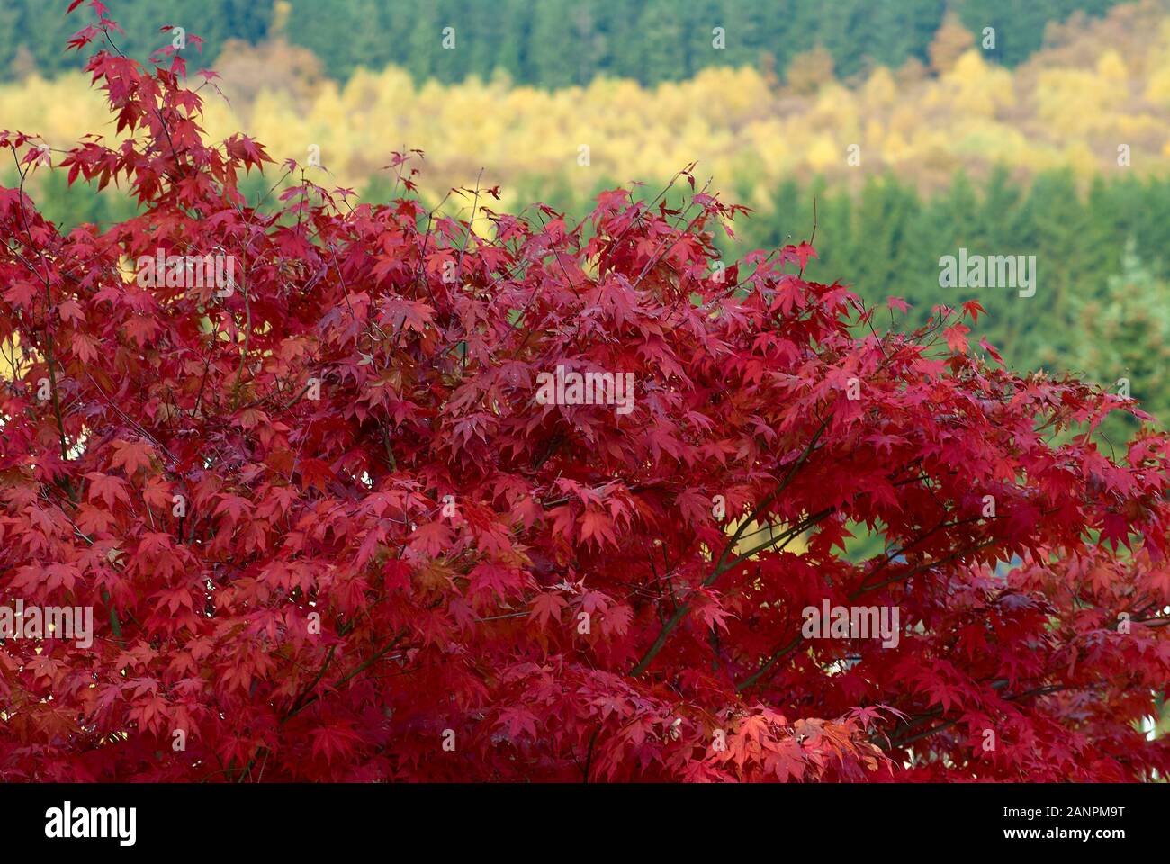 Red foliage japanese maple hi-res stock photography and images - Alamy
