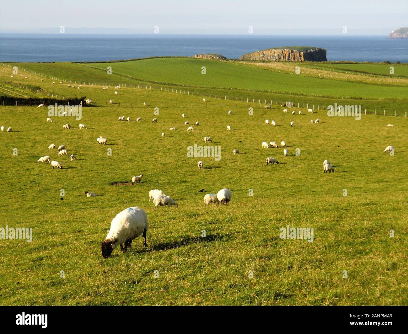 Meadow with sheep grazing on it in northern ireland Stock Photo - Alamy