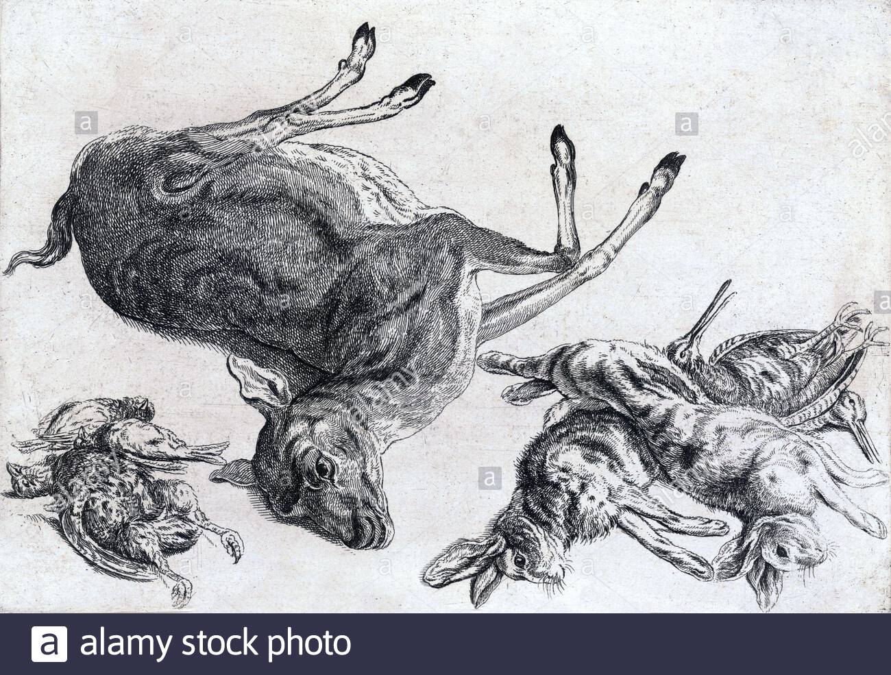 Deer, rabbit, and other dead game, etching by Bohemian etcher Wenceslaus Hollar from 1600s Stock Photo
