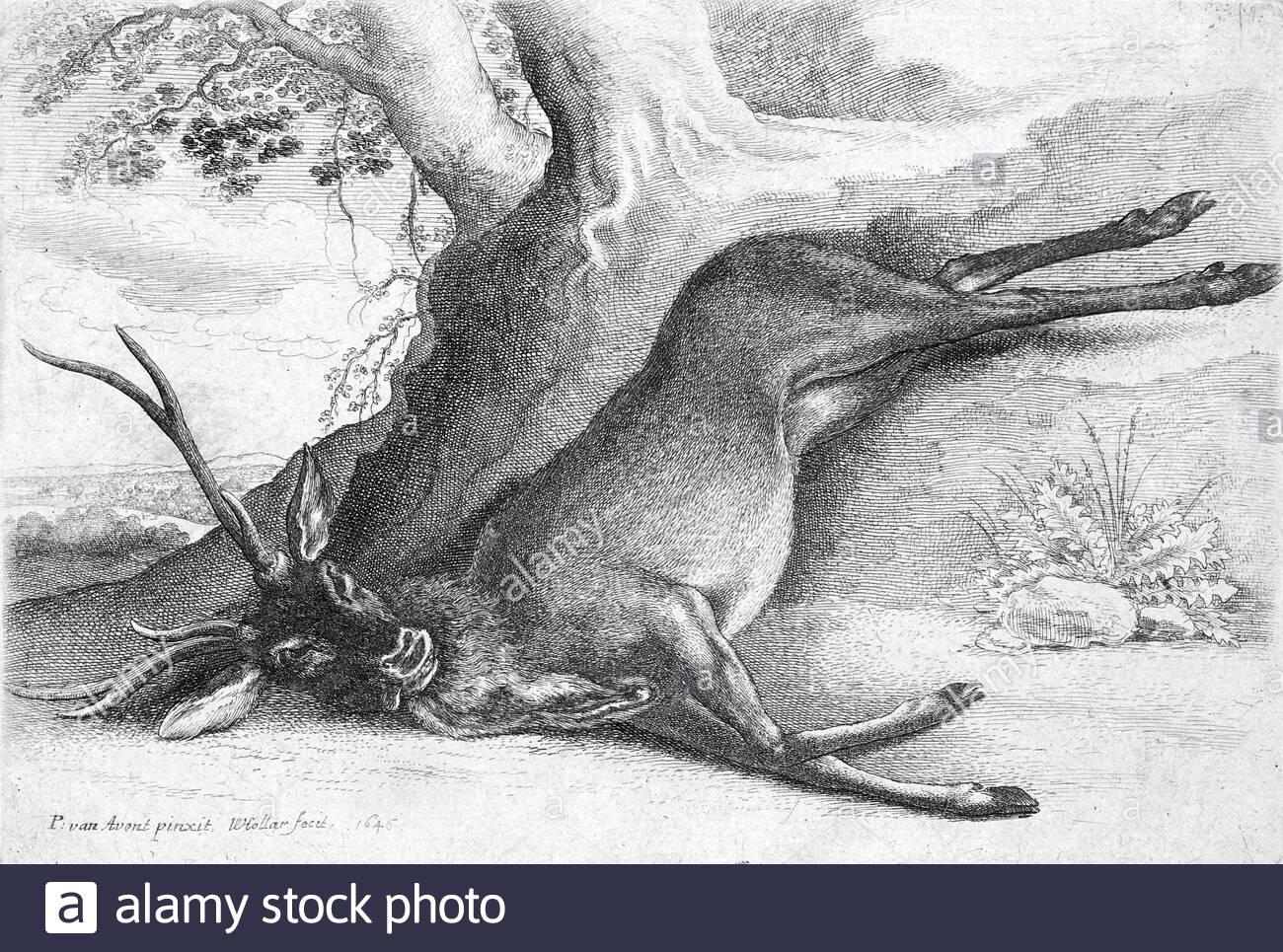 Dead Stag, etching by Bohemian etcher Wenceslaus Hollar from 1600s Stock Photo