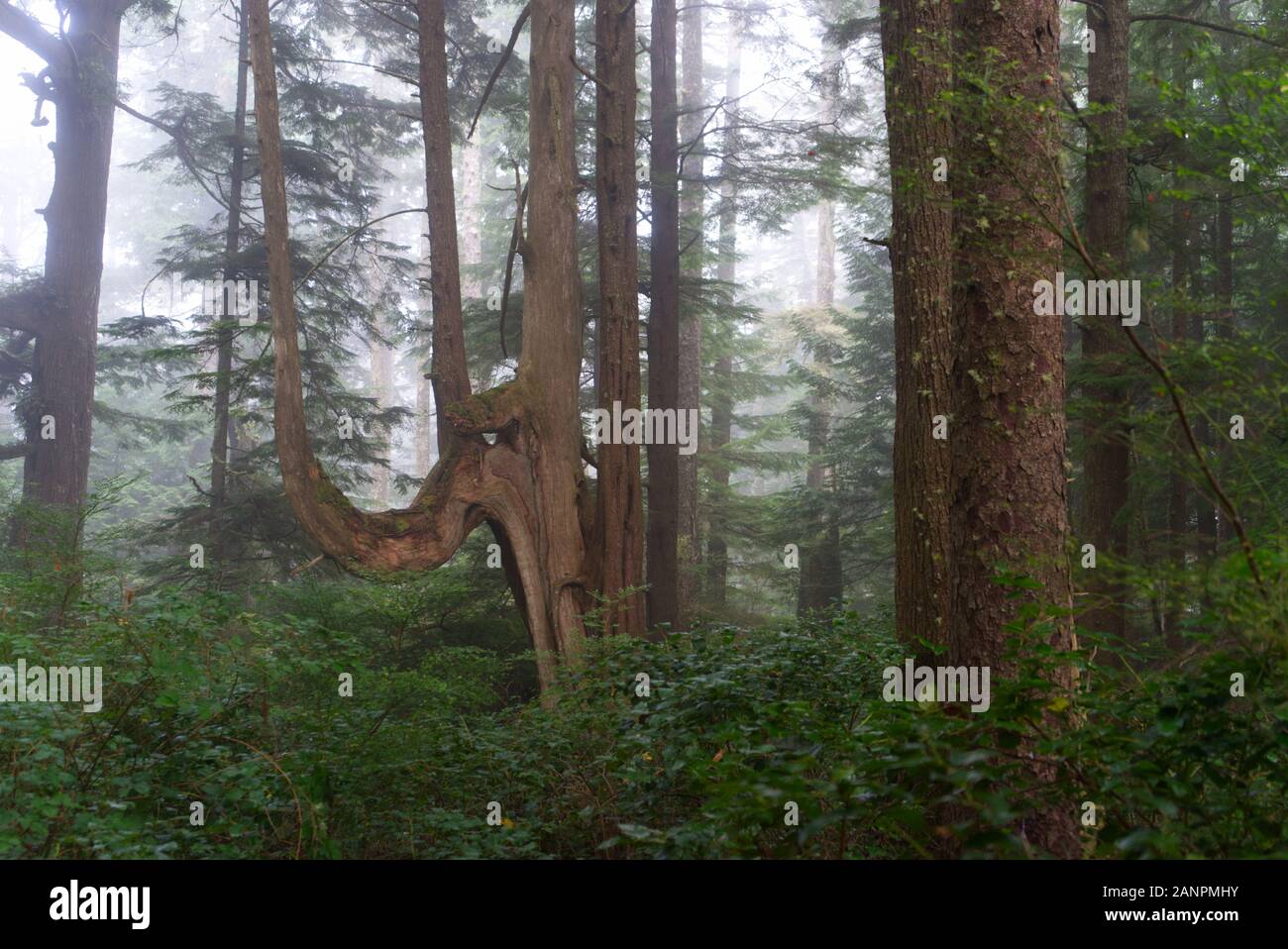 Half Tree, Pacific west coast forest, foggy days, Olympic national Park Washington State, USA Stock Photo