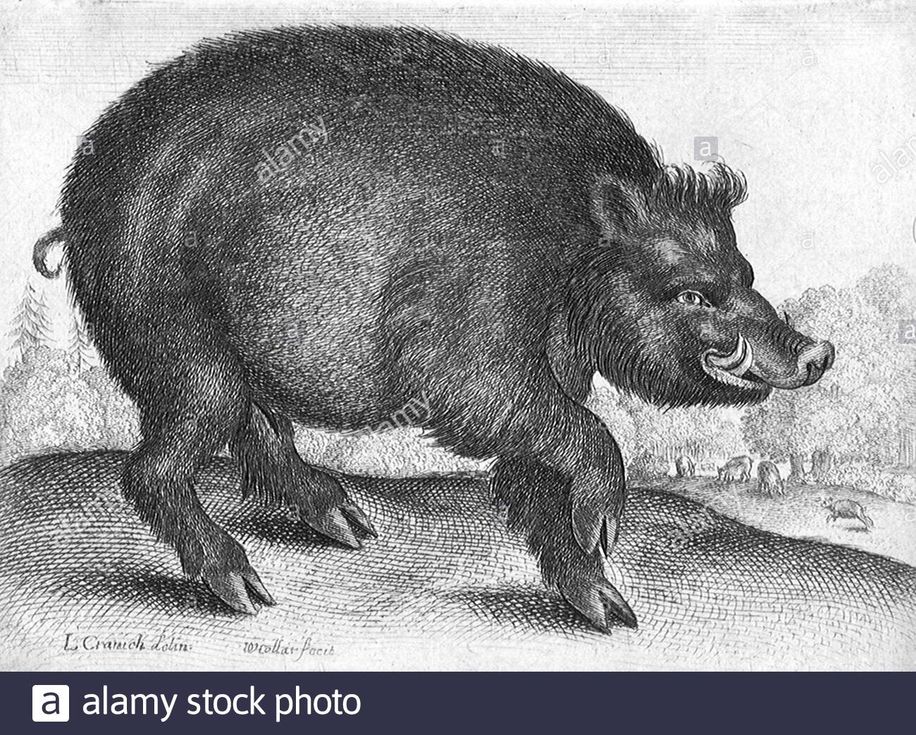 Boar, etching by Bohemian etcher Wenceslaus Hollar from 1600s Stock Photo