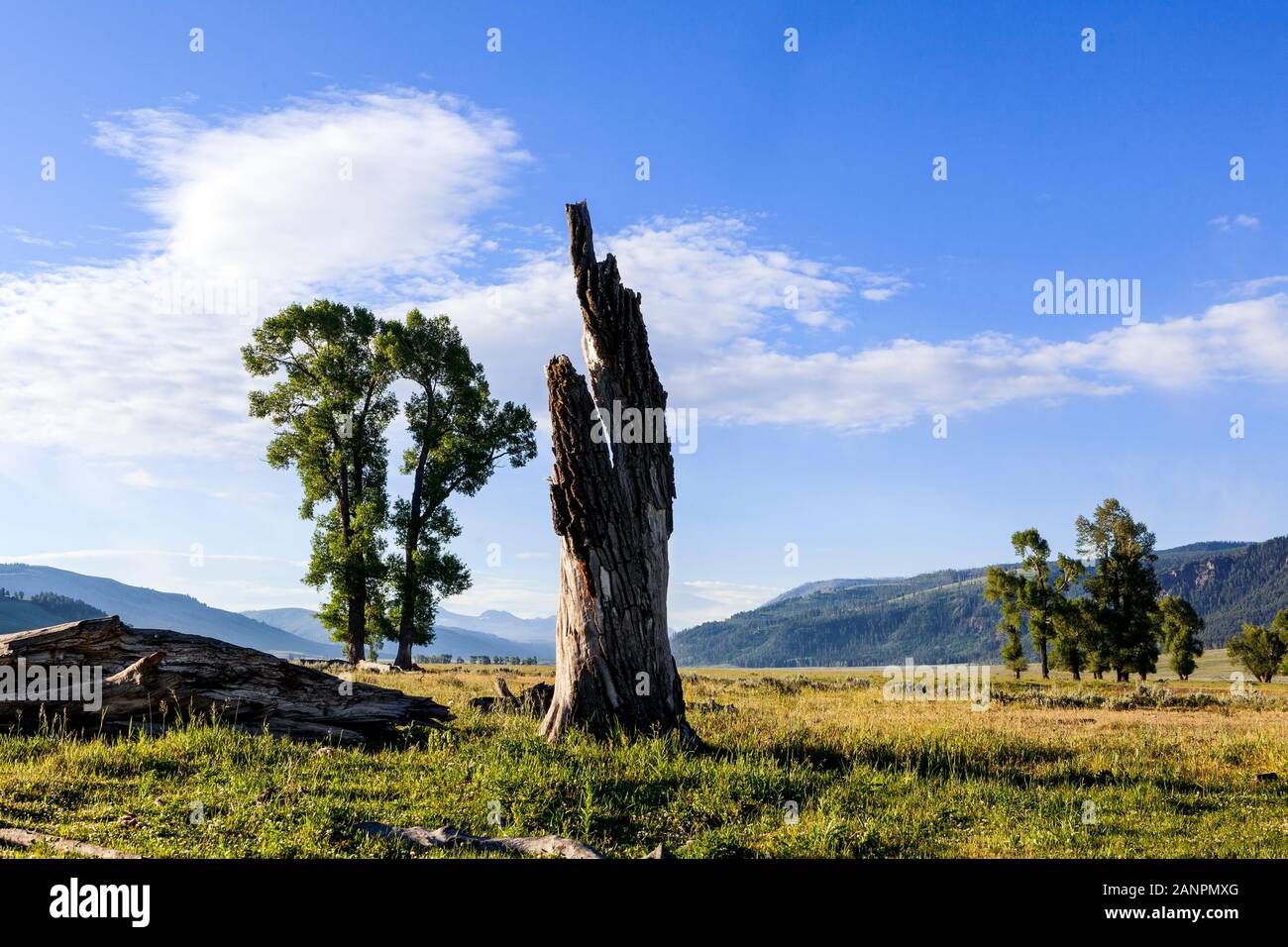 WY02029-00...WYOMING -  Cottonwood trees in the Lamar Valley of Yellowstone National Park. Stock Photo