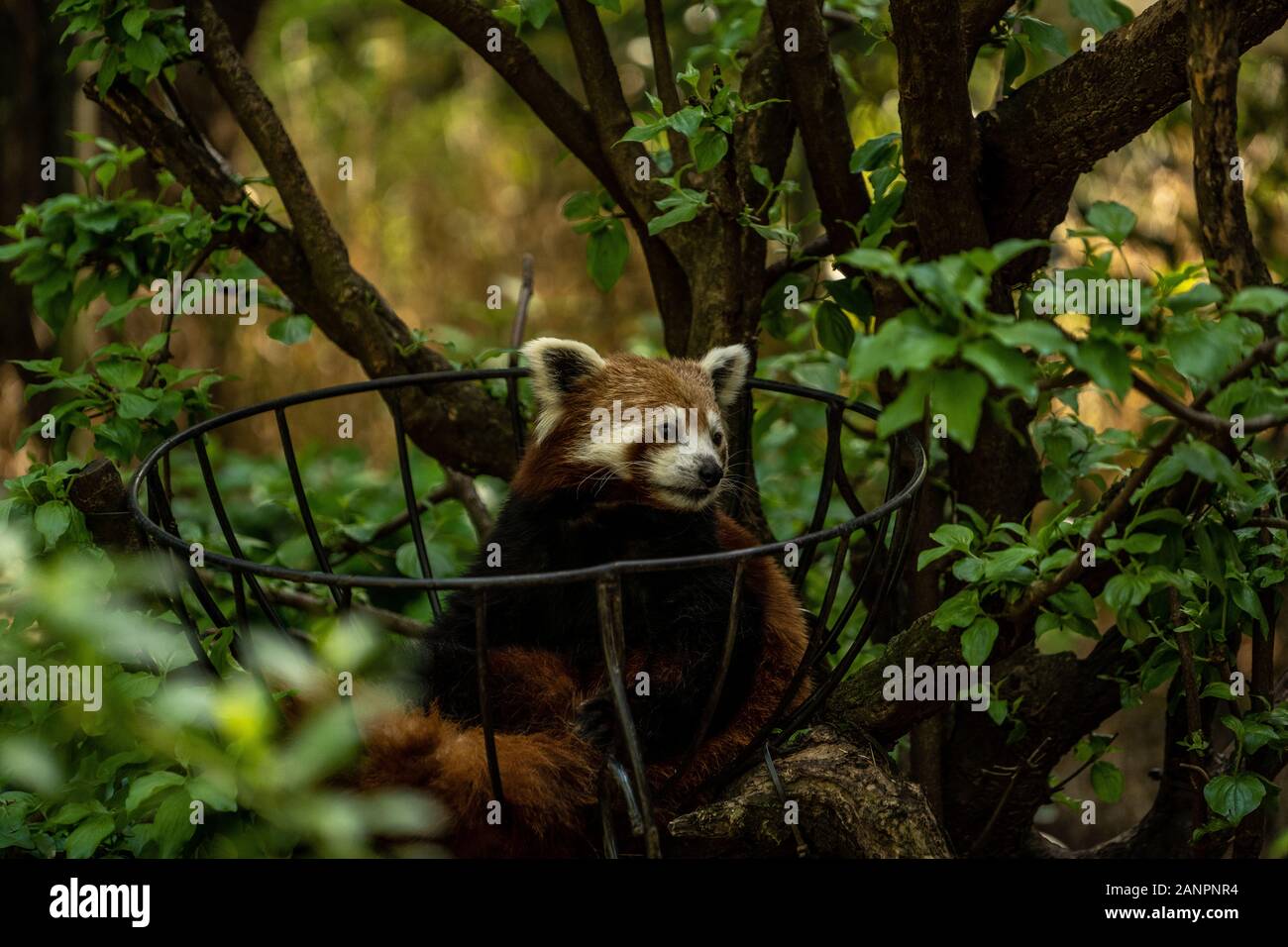 red panda in the Central Park zoo in New York city, wildlife of New York city zoo Stock Photo