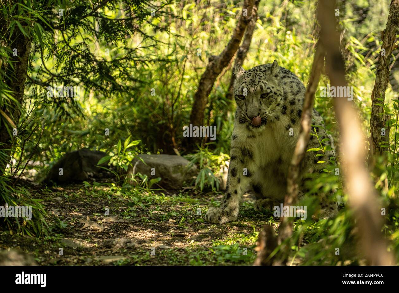 white tiger in the new Central Park zoo Stock Photo - Alamy