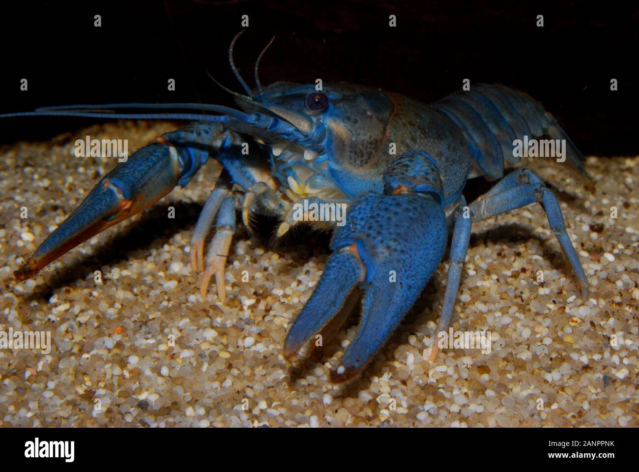 Blue colored noble crayfish Astacus astacus. Blauer Edelkrebs (Astacus astacus), 8 month old blue crayfish, blauer Edelkrebs 8 Monate alt Stock Photo
