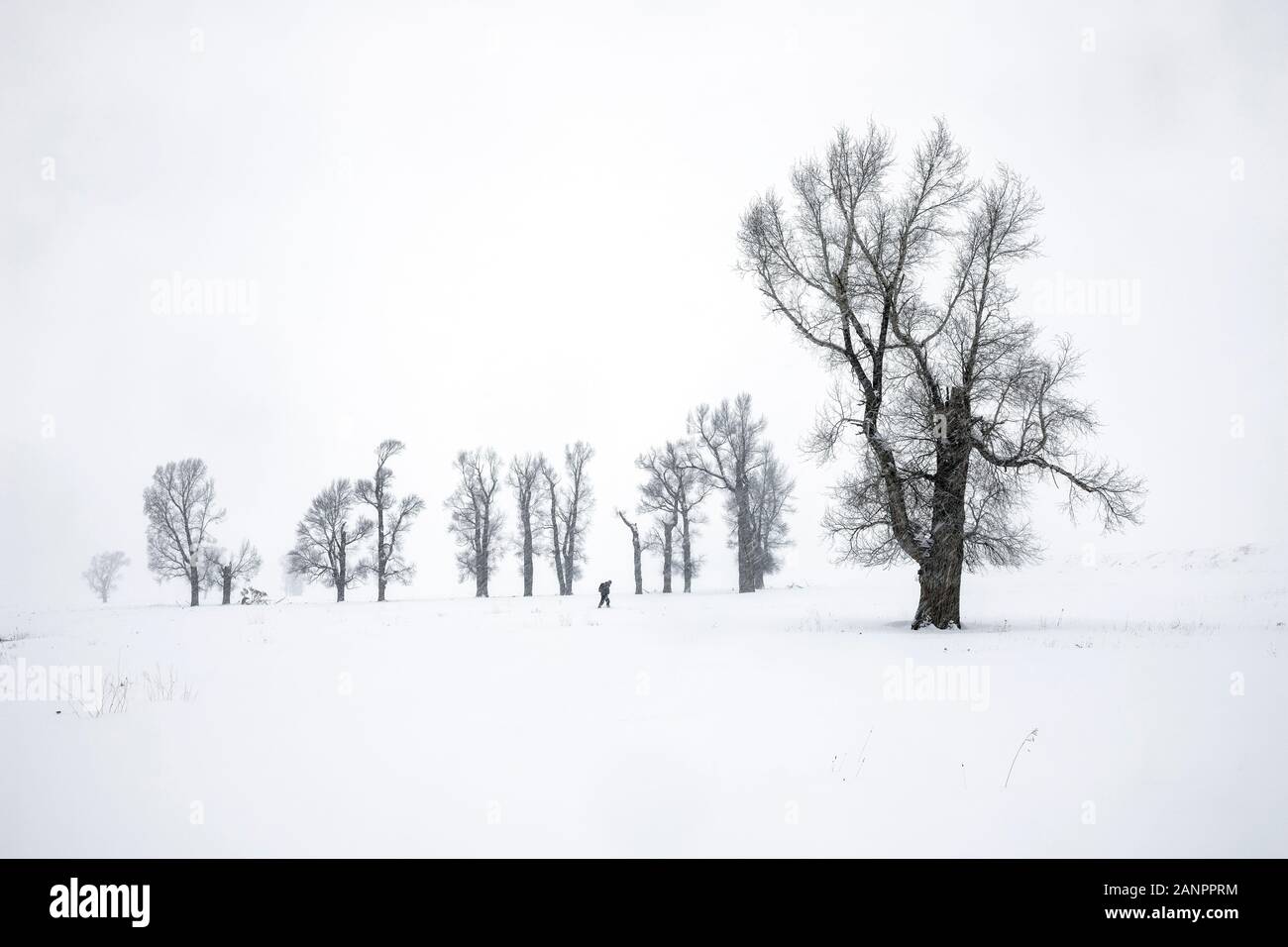 WY03626-00...WYOMING - Cottonwood trees during a snow storm in the Lamar Valley of Yellowstone National Park. Stock Photo