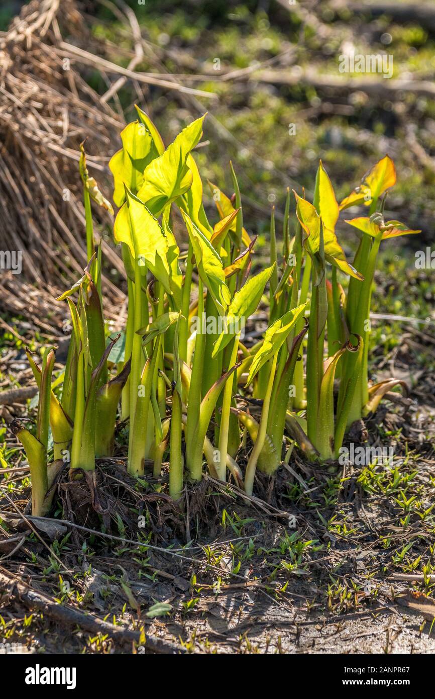 Newly sprouting arrowhead plants with large arrow shaped leaves emerging in the wetlands back lit by the morning sun in early spring Stock Photo