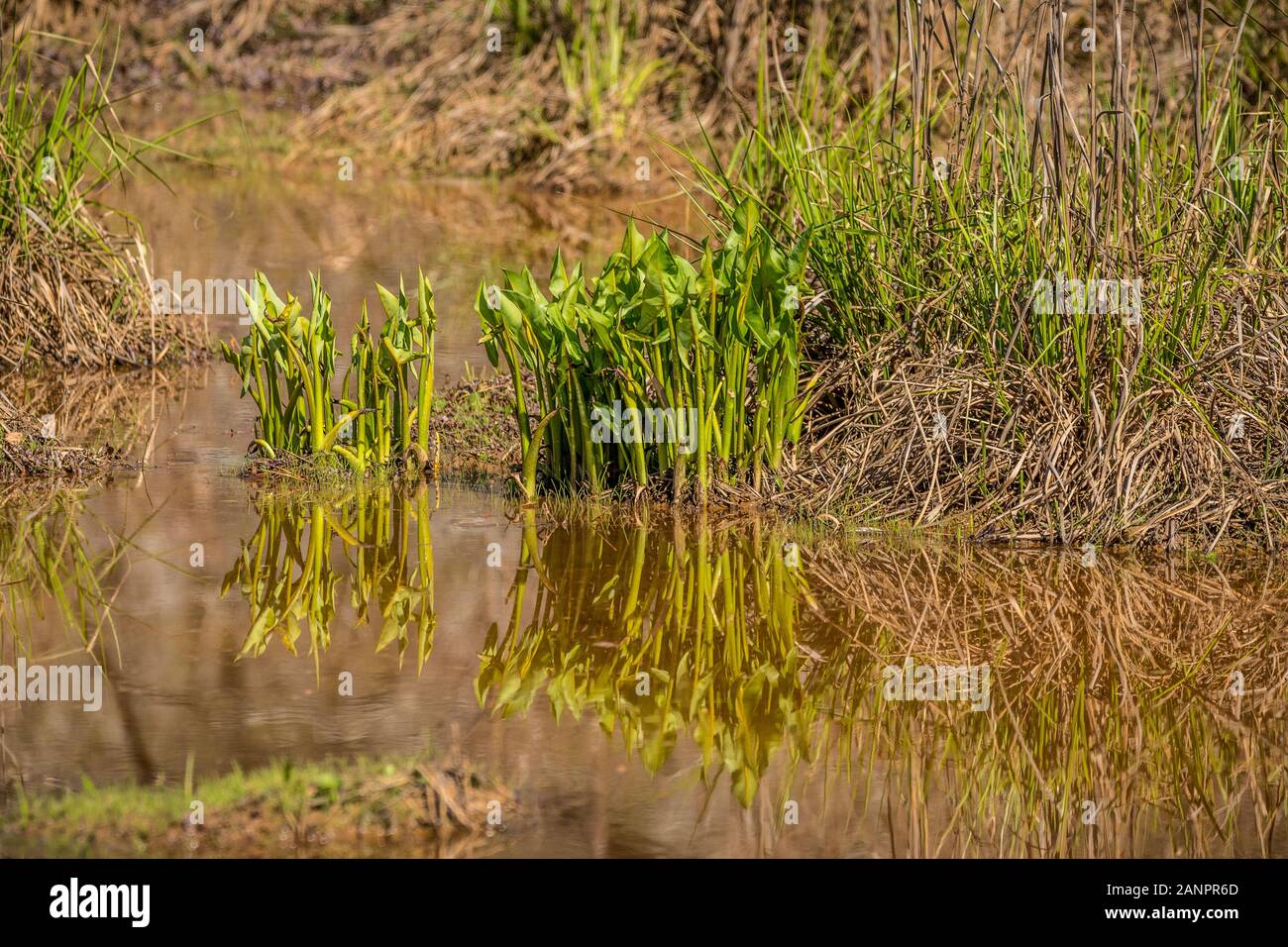 Clusters of newly sprouting arrowhead plants growing the the shallow water of the wetlands with reflections in the foreground from a bright sunny day Stock Photo