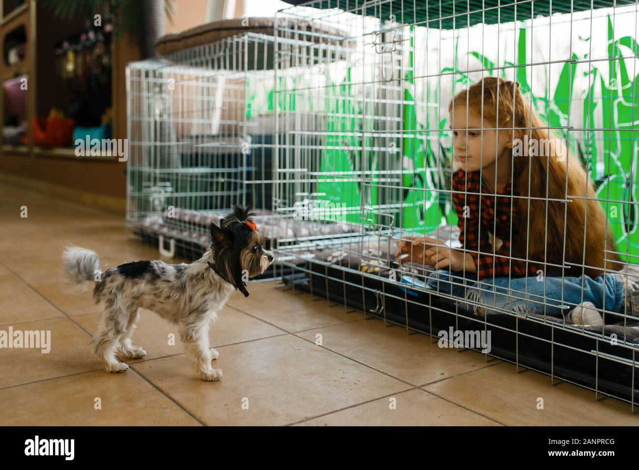 pet supermarket dog crates