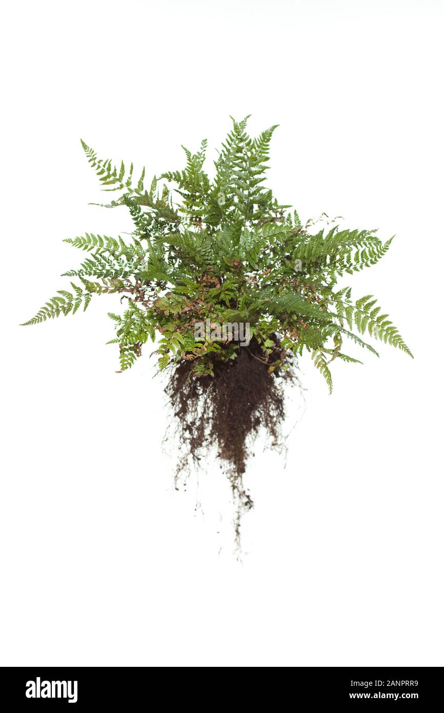 Whole Hard Shield Fern with roots on isolated white background Stock Photo