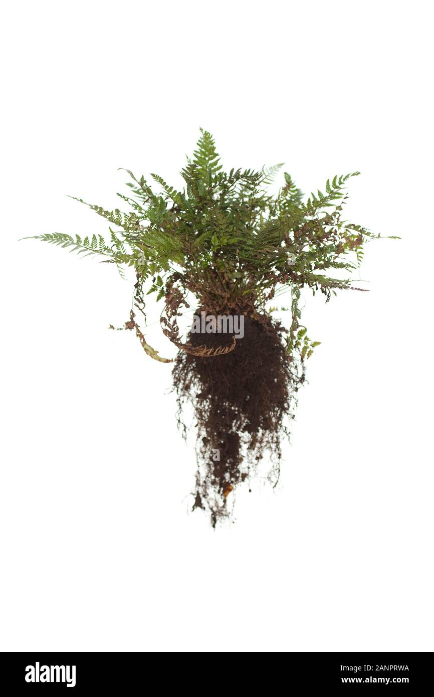 Whole Hard shield fern with roots (polystichum aculeatum) on isolated white background Stock Photo