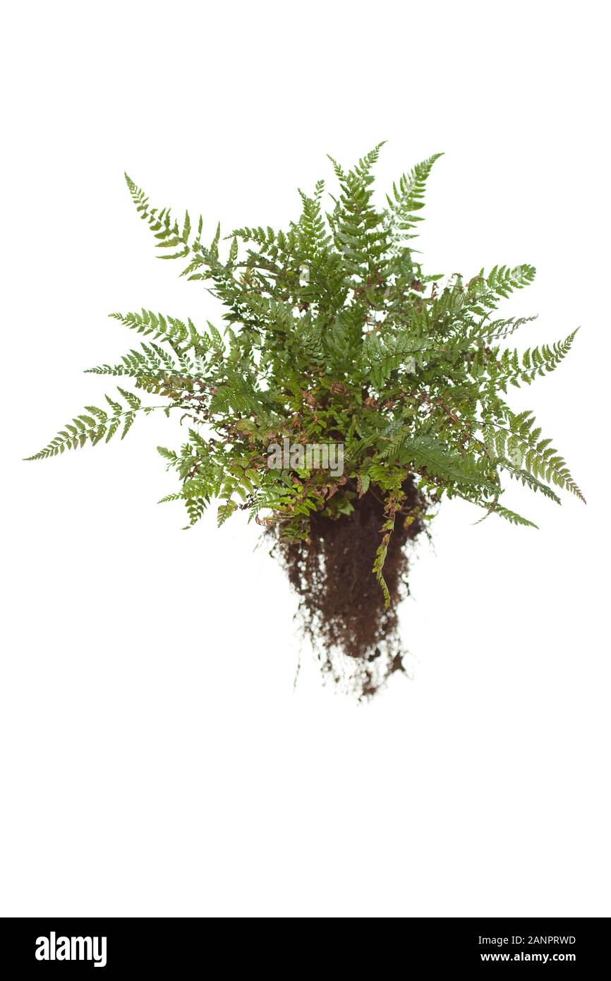 Whole evergreen fern with roots on isolated white background Stock Photo