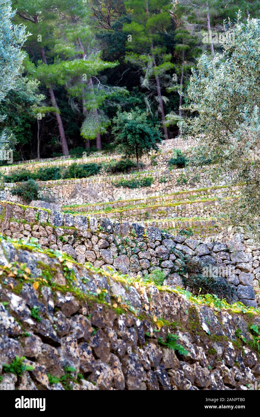 Stone terraces at Miramar Monastery, Mallorca, Spain Stock Photo