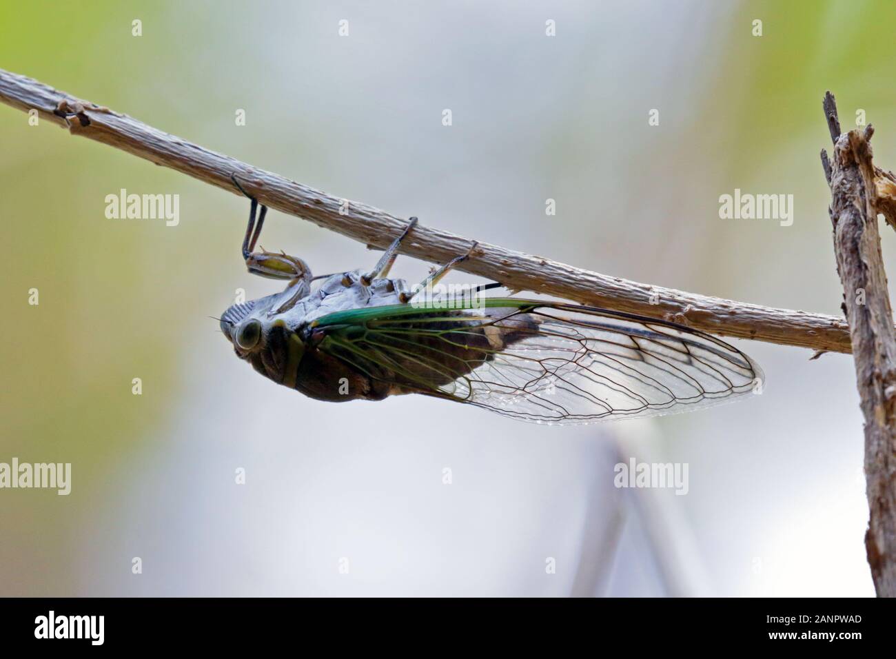 An Emerald Cicada Barbilla NP, found in Costa Rica. Stock Photo