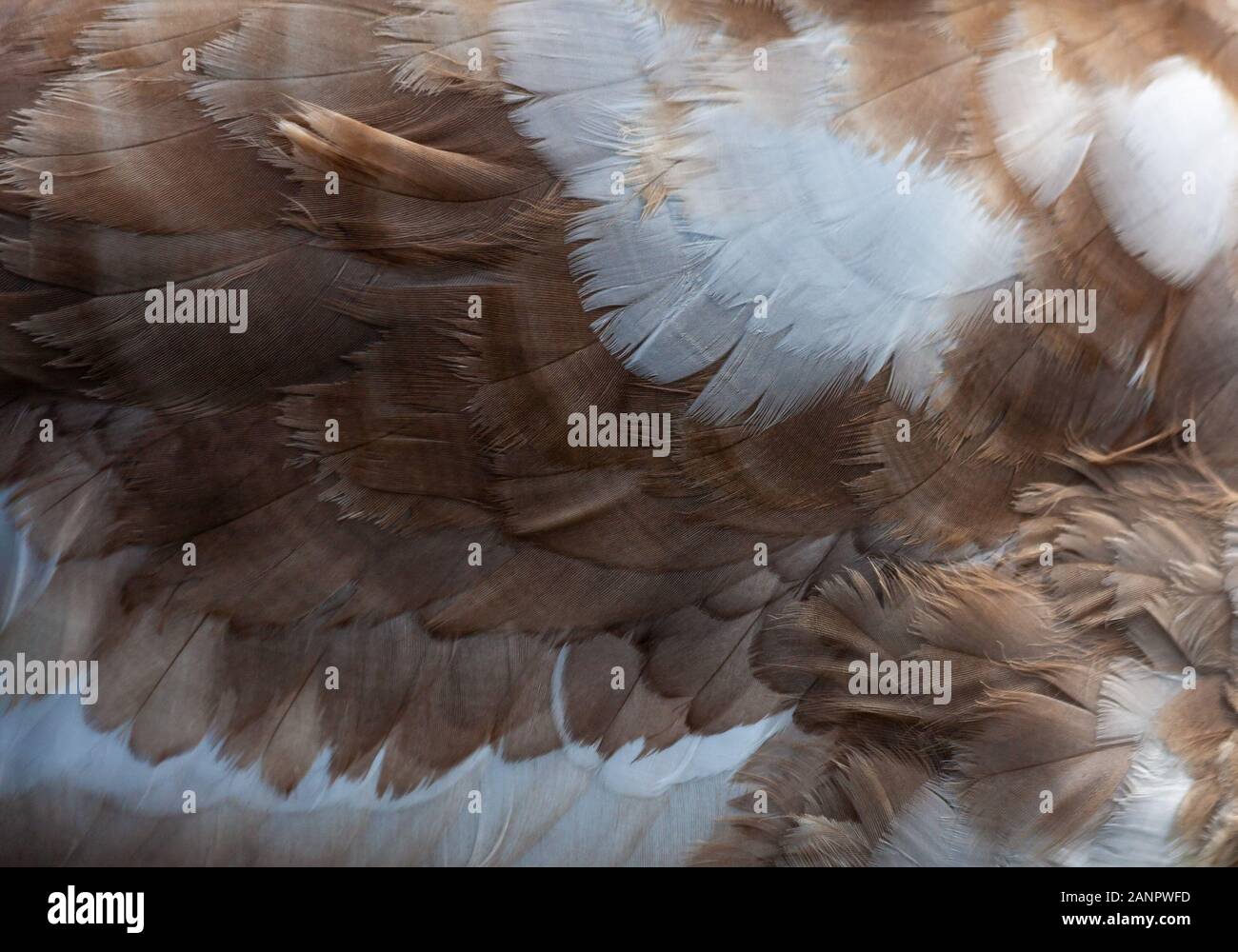 Close-up plumage details of juvenile mute swan, cygnus olor, brown and white bird feathers. Dublin, Ireland. Feather texture and pattern background Stock Photo