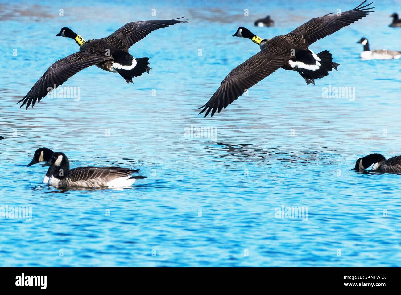 Tracking geese hi-res stock photography and images - Alamy