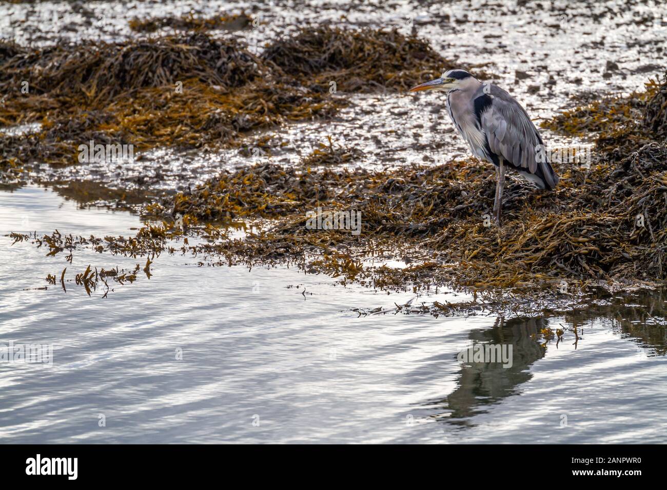 Grey heron bird, Ardea cinerea, at sea shore with Bladder Wrack seaweed