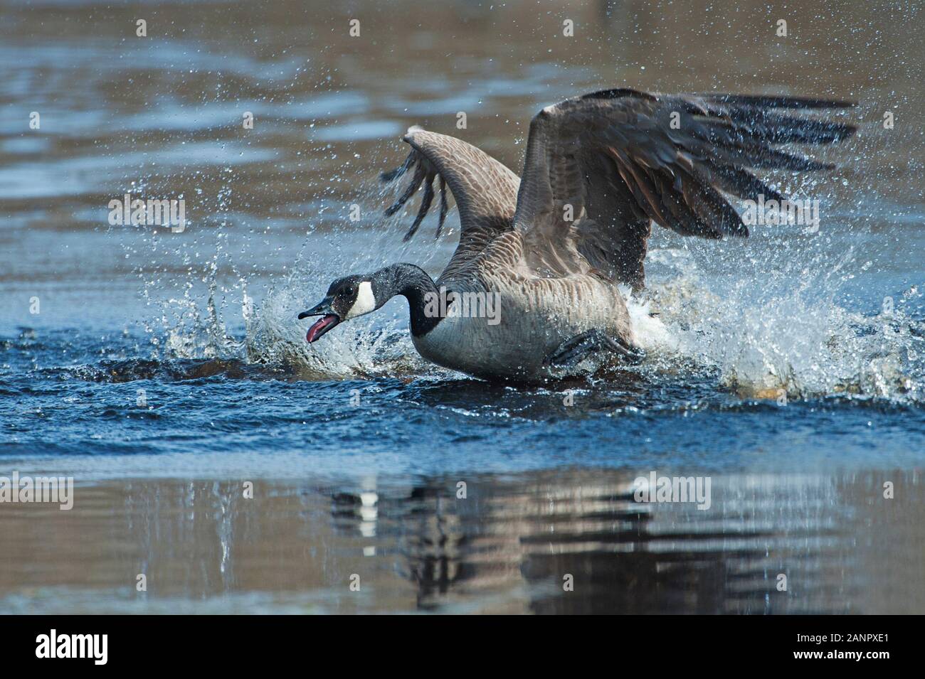 Dramatic Canada goose aggressive behavior Stock Photo - Alamy