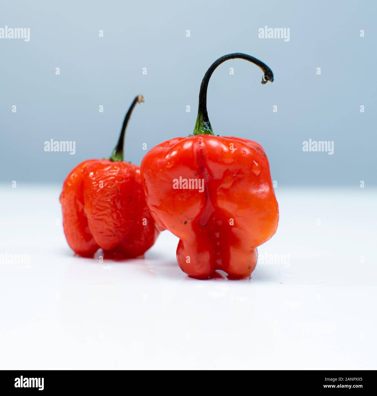 Fresh habanero peppers, typically "Ata Rodo" in Yoruba language isolated on white Stock Photo