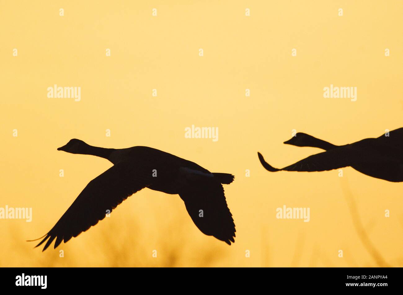 Canada geese flight silhouette against yellow sky Stock Photo - Alamy
