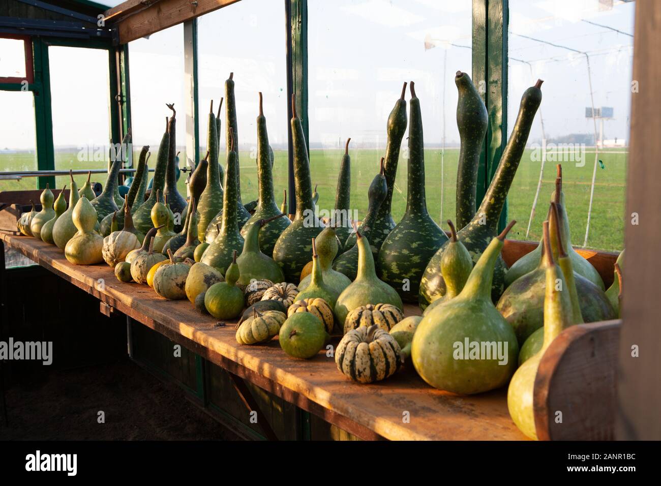 Calabash, grown in a greenhouse. Large green gourds, various types. Stock Photo
