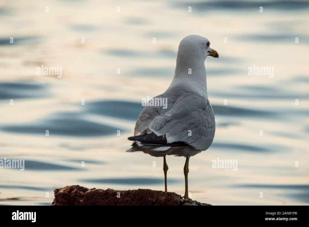 Seagull bird standing on shoreline at Lake Michigan with shallow focus. Stock Photo