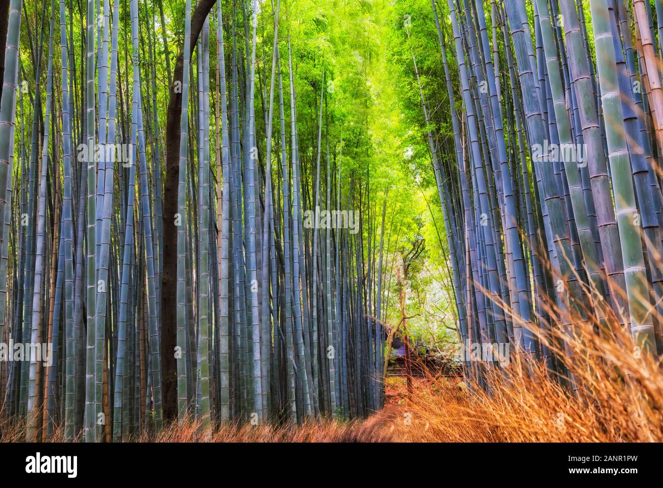 Thick bamboo forest in famous Bamboo grove of Kyoto city in Japan - tall evergreen trees grow over popular walking path through the woods. Stock Photo