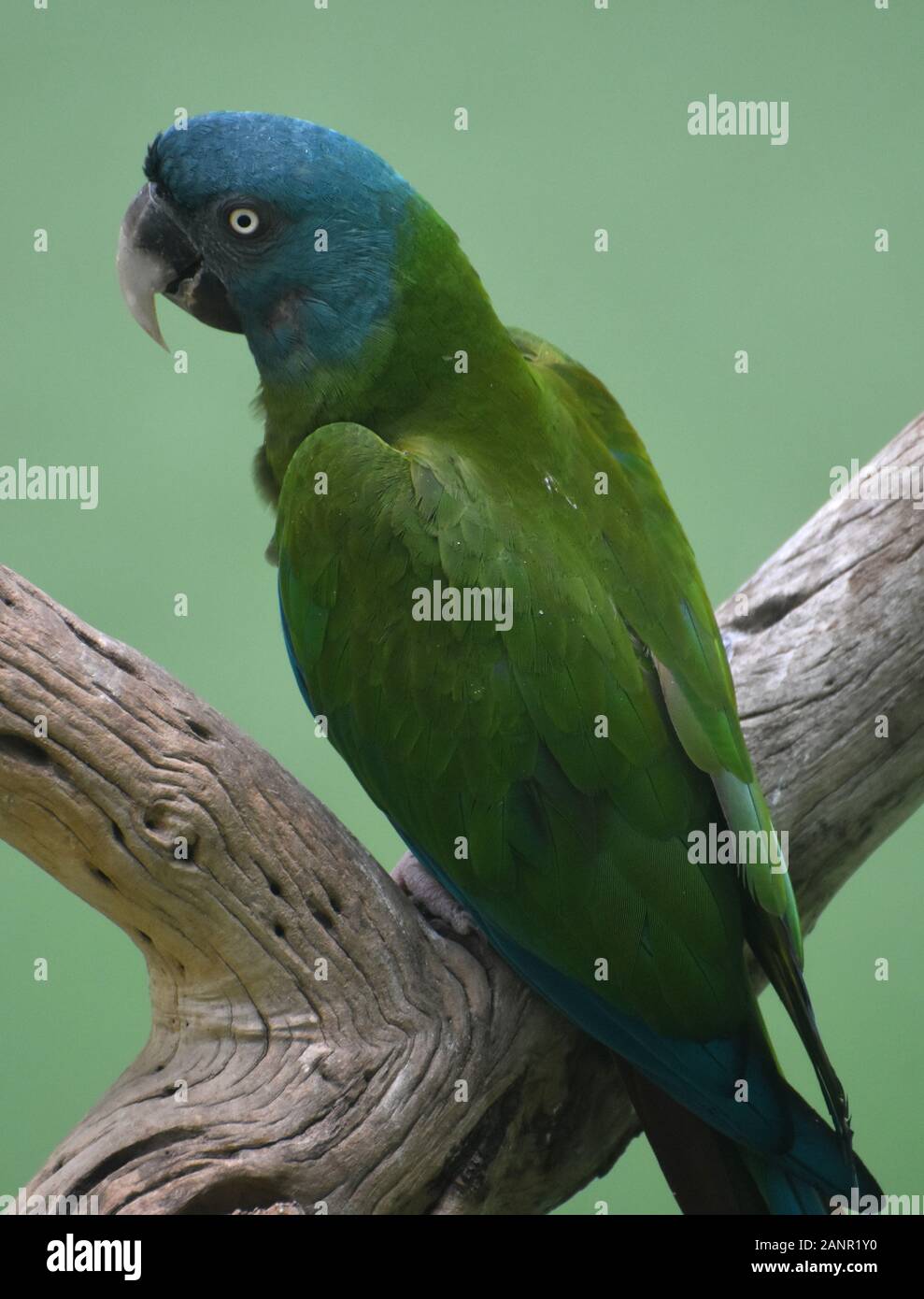 Gorgeous bright green and blue Cuban Amazon parrot on a tree perch Stock  Photo - Alamy