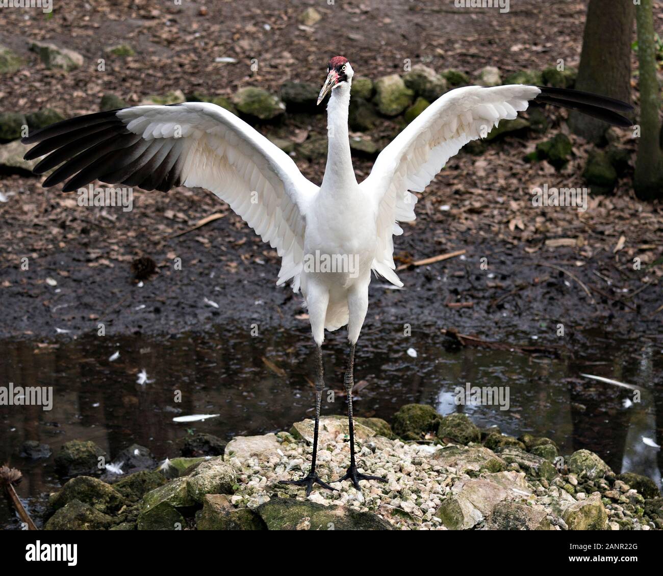 Whooping Crane image with its spread wings standing on a rock by the water in its environment and surrounding. Endangered species. Stock Photo