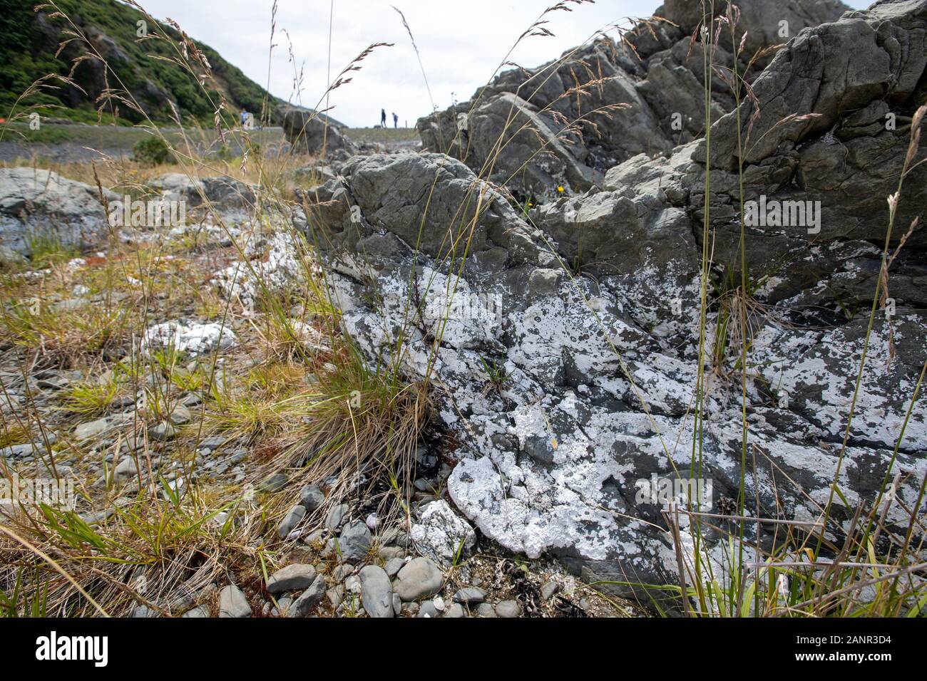 Kaikoura New Zealand The Uplift From The 2016 Earthquake Pushed