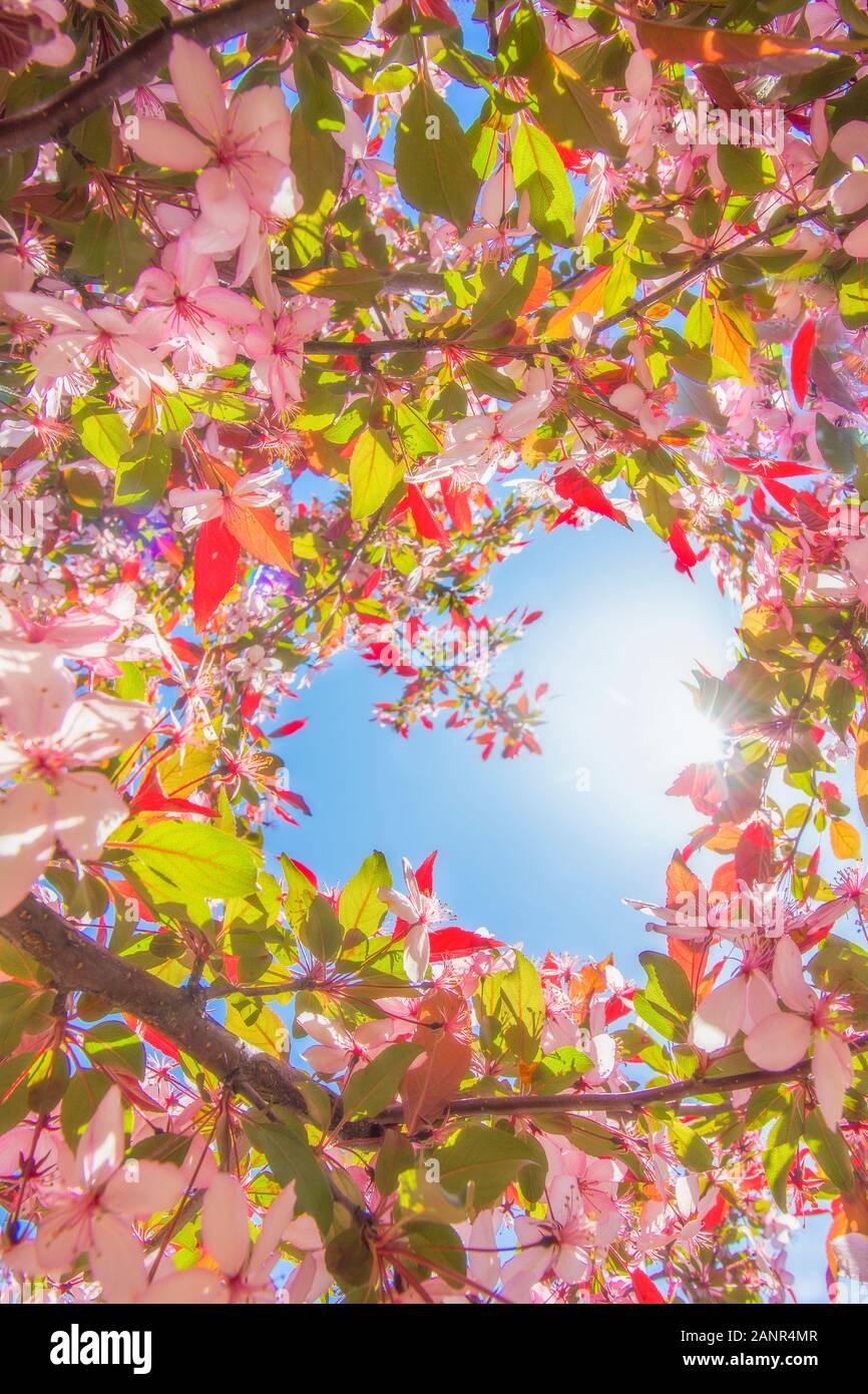 Weave of Spring Cherry blossoms and branches formed heart shape pattern, pink flowers, on sky background Stock Photo